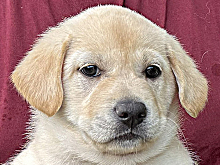 chinook puppy